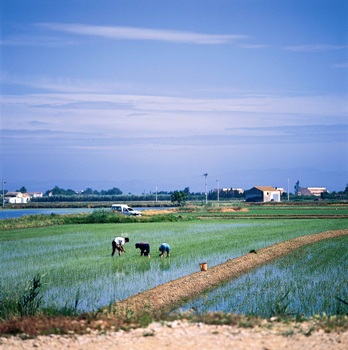 Arròs al Delta de l'Ebre